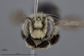 Media type: image;   Entomology 610870 Aspect: head frontal view